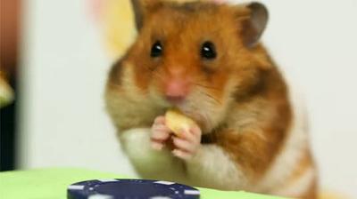 le hamster le plus gros du monde