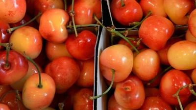 Agriculture: les fabricants de cerises confites s'inquiètent de  l'interdiction du diméthoate - RTL Info